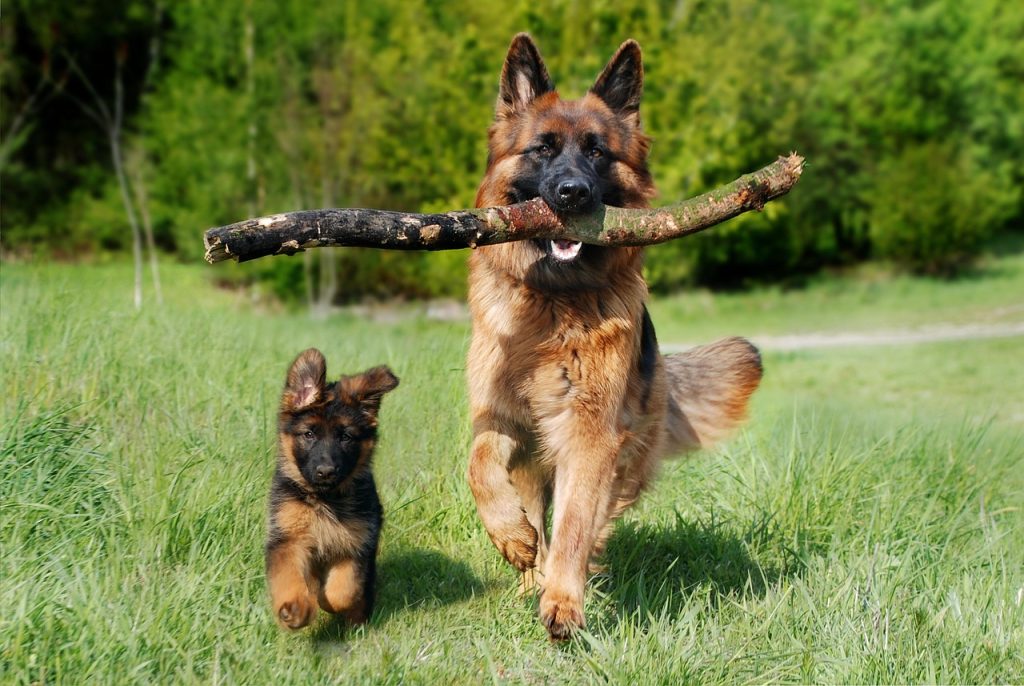 Two dogs running outside at a campground